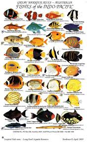 tropical aquarium fish guide saltwater aquarium fish fish