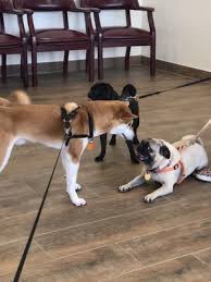 Affordable pet day clinic operates by appointment only. Affordable Pet Clinic Katy 11 Photos 44 Reviews Veterinarians 6155 N Fry Rd Katy Tx Phone Number