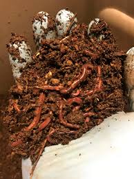 It takes some preparation to raise red wiggler worms for profit, but it's a task that both kids and adults can do to earn passive income. Red Wiggler Worms 1 Lb Newsoil Vermiculture Llc