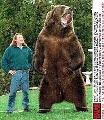 Black Bear Vs Grizzly Bear Size Kodiak And A Medium Sized Man Bart The Bear Animals Kodiak Bear