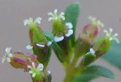 Image result for Euphorbia polycnemoides