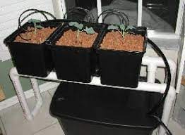 Diy Dutch Bucket Hydroponic System Free Plans