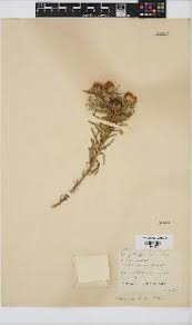 Image result for Geigeria burkei