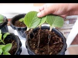 How To Propagate Oregano Plant By Leaf And Stem Cuttings Propagating Plants Oregano Plant Marjoram Plant