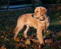 Have model of hair suitable and appropriate perhaps be important also sustain the style of males as well as also attract girl. Golden Retriever With Short Hair Golden Retriever Dog Forums