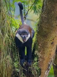 Image result for Monotes africanus