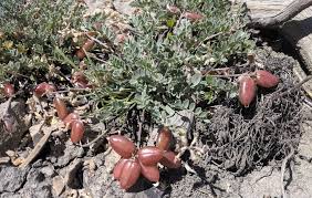 Image result for Agelanthus sambesiacus