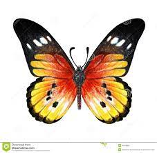Hand Drawn Butterfly On White Background Butterfly Drawing Butterfly Sketch How To Draw Hands Linear patterns of butterflies with patterns on the wings. hand drawn butterfly on white