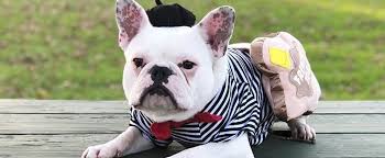 I love dogs puppy love cute dogs cute french bulldog french bulldogs pugs in costume bulldog pics bully dog cute funny animals. Photos Of French Bulldogs In Halloween Costumes Popsugar Pets