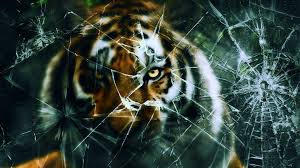 Download broken screen hd wallpaper for your desktop, tablet or mobile device. Tiger Broken Screen Wallpaper Broken Tiger 52267 Hd Wallpaper Backgrounds Download