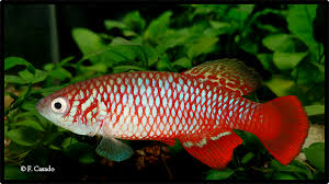 Image result for Corchorus kirkii