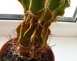 Give the plant a good soaking until water comes out of the drain if the cactus seems shrunken, wrinkled, or wilting, give it water. Why Is My Cactus Shrinking Reasons Tips Terrarium Planting Guide
