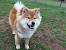 Black Sesame Shiba Inu