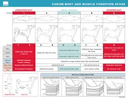 Body And Muscle Condition Score