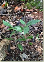 Image result for Hetaeria