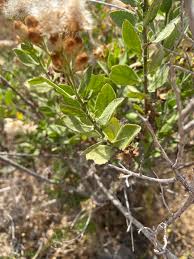 Image result for Pluchea ovalis