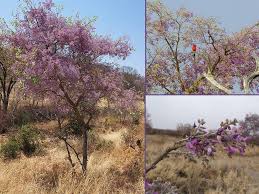 Image result for Philenoptera nelsii