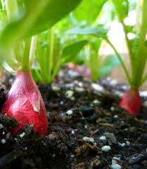 Radishes do best when seeded directly into the ground, not started indoors for transplanting. How To Grow Radishes In Containers Dengarden