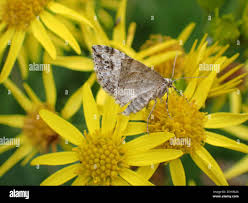 Image result for Mesotype parallelolineata