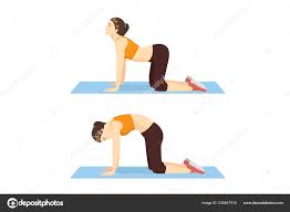 Woman Doing Cat Cow Workout Step Stretch Back Promote Spinal Stock Vector C Solar22 235847510
