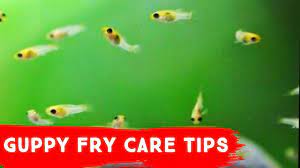 Guppy Fry Care Tamil Don T Allow Your Fry To Die Youtube