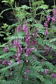 Image result for Indigofera adenoides
