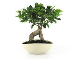 Image result for F kus Ficus
