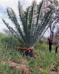 Image result for Encephalartos