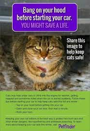 Pin By Michelle Schulz On Things I Care About Cats Cat Safe Feral Cats