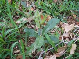What to do about tree sprouts in lawn? Oak Tree Suckers Garden Living Live Oak Oak