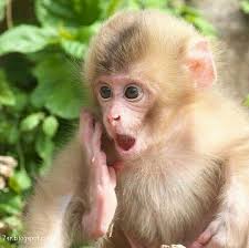 صور قرد Monkey Pictures Rabbit Pictures Cute Monkey