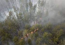 Today, the region, including within the exclusion zone, is filled with a variety of wildlife that have thrived without interference from humans. Chernobyl Radiation Levels Spike As Forest Fires Rage Pittsburgh Post Gazette