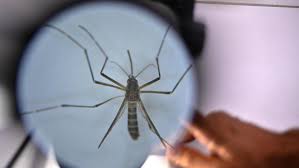 Trend Google: dengue