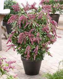 It has luminous green foliage and flowers that look like pompoms. 44 Best Shrubs For Containers Best Container Gardening Plants Balcony Garden Web