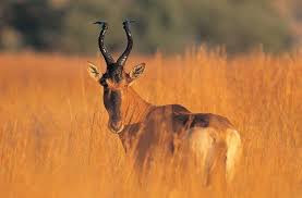 We did not find results for: 40 Beautiful Pictures Of African Animals With Horns