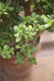 Take a sterilized knife or scissors and cut the stem cleanly, making sure to select the section with at least two nodes. Dividing A Jade Plant How And When Can You Separate A Jade Plant