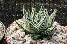 Haworthia Pumila Donut Planting Succulents Succulents Plants