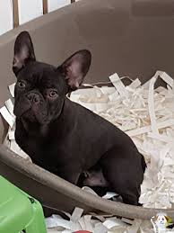 French Bulldog Yavrulari French Bulldog Yavrulari Kopek Kopekseverler Kopeksahiplendirme Kopekyavrusu Evcilhayvan Evci Bulldog French Bulldog Animals