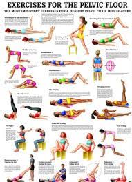 Exercises For The Pelvic Floor Anatomical Chart Pelvic Floor Pelvic Floor Exercises Workout Chart