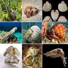 ✓ gratuiti a scopo commerciale ✓ immagini di alta qualità. La Storia Evolutiva Dei Molluschi Il Mondo Degli Animali