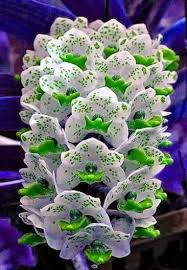 Plant the seeds in a sunny spot in average soil, and wait six weeks or less for the fragrant and delicate pink flowers. Google Unusual Flowers Strange Flowers Beautiful Orchids