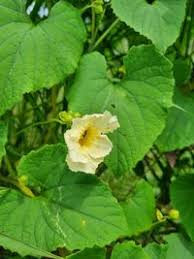 Image result for Momordica foetida