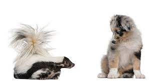 Jun 10, 2021 · place orange or lemon peels around the yard as a natural skunk repellent. How To Get Rid Of Skunk Odor From Your Dog Yankee Magazine