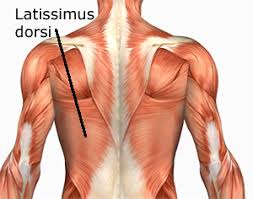 Anatomists name the skeletal muscles according to a number of criteria, each of which describes the muscle in some way. Human Anatomy Muscles How Muscles Are Named Why