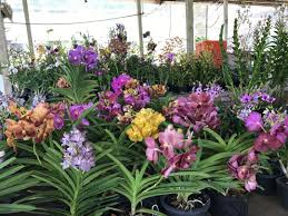 Shah alam, shah alam malaysia, shah alam selangor, shah alam map, shah alam postcode, shah alam 2, shah alam ii, shah alam search here. Hew Nursery Di Bandar Shah Alam