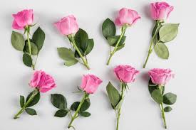 Jumlah mawar merah memiliki arti romantis khusus. Cocok Untuk Hari Valentine 5 Jenis Bunga Ini Tak Kalah Romantis Dari Bunga Mawar Aura Co Id