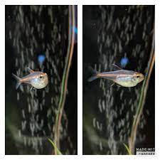 The fish may honestly just be eggy, full of eggs or bloated that works too. Is My Tetra Pregnant Should I Separate Her I Read Online That Laying Eggs Can Kill Them I M So Worried Aquariums