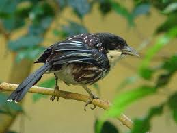 Tidak seperti burung lainnya, perlu diperhatikan dengan cermat untuk membedakan. Perbedaan Burung Cendet Kembang Dengan Cendet Biasa Burung Binatang Jenis