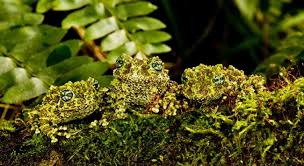 I put a floating box of crickets in their water every night, but for the first few nights, none of the crickets were gone. Vietnamese Mossy Frog Care Sheet Our Reptile Forum