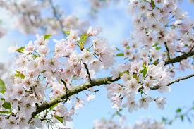 Three other popular choices for flowering cherry trees are yoshino (prunus x yeodensis), kwanzan (prunus serrulata), and weeping cherry (prunus subhirtella 'pendula'). Cherry Blossom 10 Trees With Beautiful Spring Blossom Bbc Gardeners World Magazine